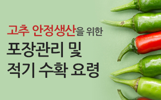 고추 안정생산을 위한 포장관리 및 적기 수확 요령 이미지