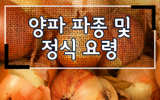 양파 파종 및 정식 요령 이미지