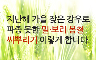 지난해 가을 잦은 강우로 파종 못한  밀·보리 봄철 씨뿌리기 이렇게 합 ...  이미지