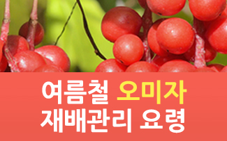 여름철 오미자 재배관리 요령 이미지