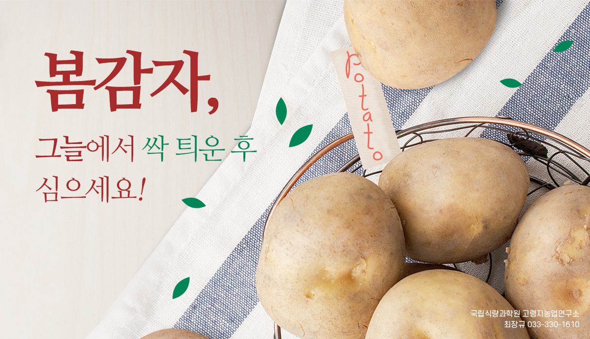 봄감자, 그늘에서 싹 틔운 후 심으세요 | 농사로