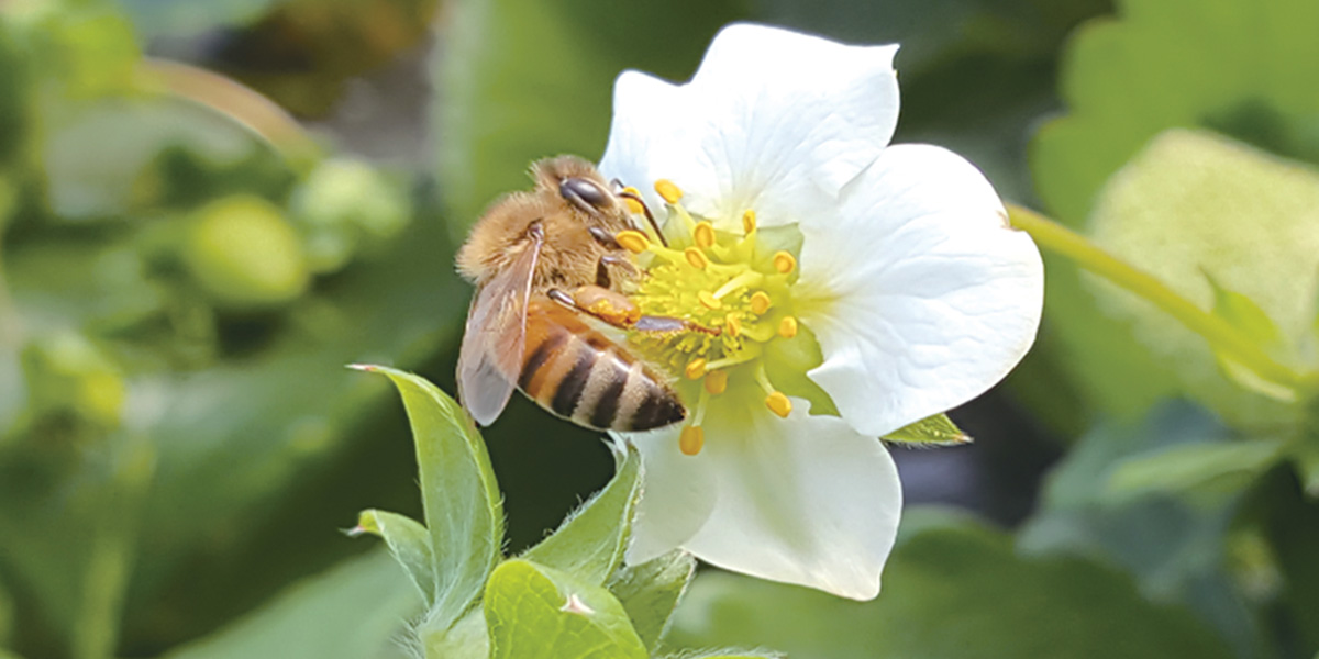 시설 딸기 하우스에서 꿀벌의 화분 매개 활동 모습 사진
