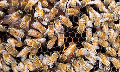 화분 매개용 꿀벌 준비 사진