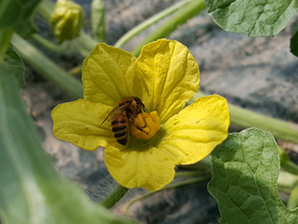 시설 수박 하우스에서 꿀벌의 화분 매개 활동 모습 사진2