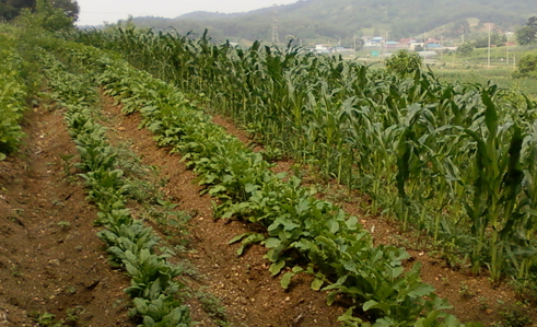 소량 다품종 농사