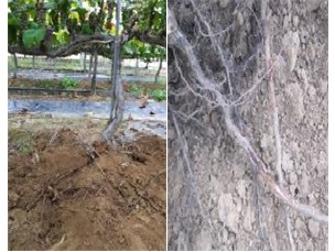 정상 잎의 뿌리(좌)와 엽소 잎의 뿌리(우) 상태