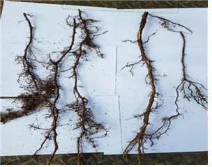 세근 발육한 정상 뿌리(좌)와 측근 고사 뿌리 (우)
