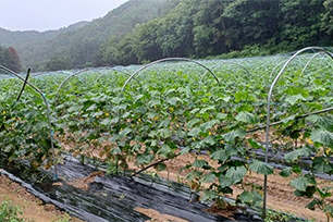 오이 재배포장 전경 사진