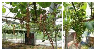 이상 포도나무의 고사과방(좌)과 기형과방(우)