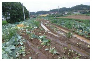 양배추 결구가 비교적 잘되어 수확한 포장